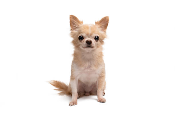 Chihuahua puppy India